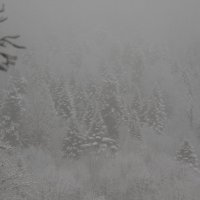 снежный туман :: Медведев Сергей 