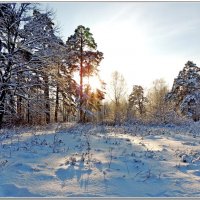 В зимний день... :: Николай Дементьев 