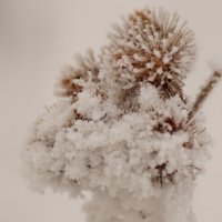 Зимний цветок :: Кирилл Фигура