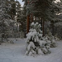 Опушка :: Владимир Пензин