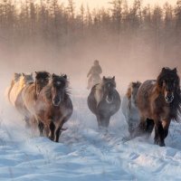Якутские лошади :: Михаил Потапов