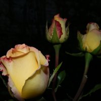 Розы в ночи. :: Королева Надежда 