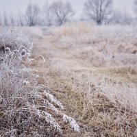 Иней :: Виктория Александровна