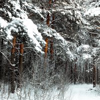Зимний лес :: Максим Карин
