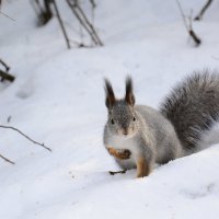 Счастливая белка :: gvolki 