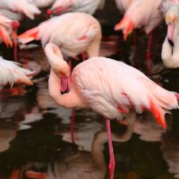 Розовый фламинго :: Александр 
