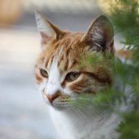 Malta / cat :: Юлия 
