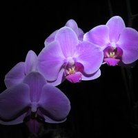 Орхидея :: Алла Рыженко
