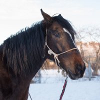 Семейный конный клуб Живая тропа :: Татьяна Маслиева