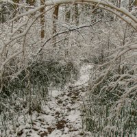 Тропинка в зимнем лесу :: Vladimir Urbanovych