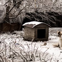 первый снег) :: Юлия Малиночка