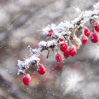Маленькие радости зимы... :: Bosanat 