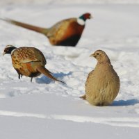 а где внимание... :: Павел Богданов