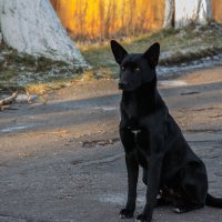 Собака охраняйка :: Kasatkin Vladislav