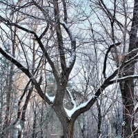 Зимняя зарисовка :: Евгений Агудов