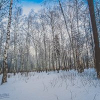 Зимний лес :: Аня 