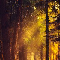 Осенние лучи в лесу :: Анастасия Крылова