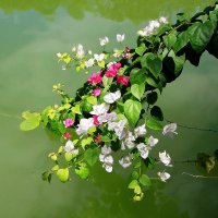 Цветы Вьетнама :: Александр Рейтер