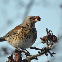 перекусить :: Юлия Зырянова