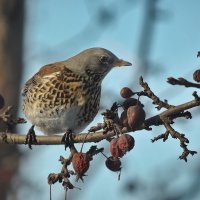 дрозд-рябинник :: Юлия Зырянова