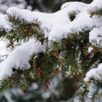 Лапы елей нахватали снега :: Valentina Lujbimova [lotos 5]