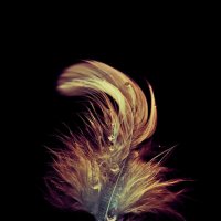 beauty of feather :: Татьяна 