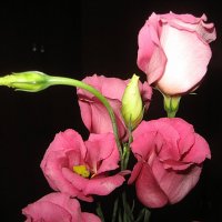 Eustoma /  Эустома :: laana laadas