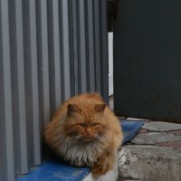 Рыжий кот :: Сергей Касимов