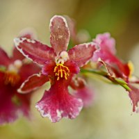 Орхидеи :: Анастасия Смирнова