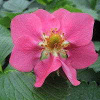 Fragoo Deep Rose Strawberry / Клубника :: laana laadas