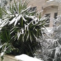 Нежданный снегопад. :: Жанна Викторовна