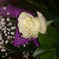 белая роза.... :: мария трофимова