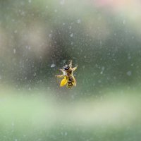 Пчелка :: Софья Оганова