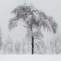 Снежный лес. :: Dennis Wiesner