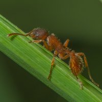 Красный муравей :: Дмитрий Рутковский
