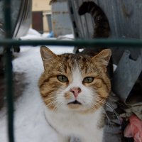 В своём выборе лазить по мусоркам кот Вася абсолютно свободен! :: Наталья Тимошенко