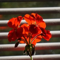 Morning Geranium :: vanyathesniper 