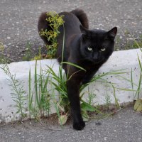 Чёрная кошка :: Аня Тёмная