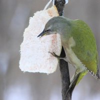 Большому куску и клювик рад :: Ната Волга