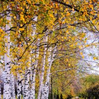 Золотая осень в парке :: Алексей Агалаков