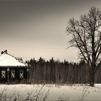 высохшее родословное дерево :: Сергей Розанов