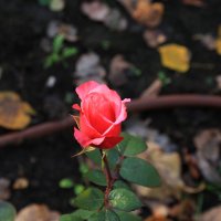 Осенняя роза :: Татьяна 