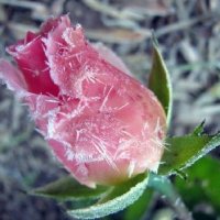 морозный   хрусталь погубил   розу :: Valentina Lujbimova [lotos 5]