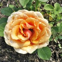Розы из моего сада. :: Станислав 