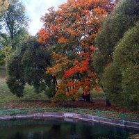 Разноцветная осень :: Рина Корс