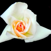Белая роза :: Шамиль Аликулиев