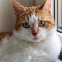 Портрет кота :: Наталия Крыжановская