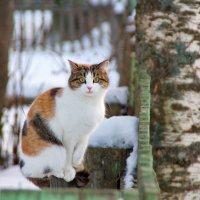Сидит кошка на заборе... :: olgaborisova55 Борисова Ольга
