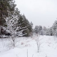 Зимний лес :: Павел Шалаев
