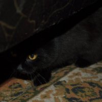 Чёрный кот. :: Лина 
